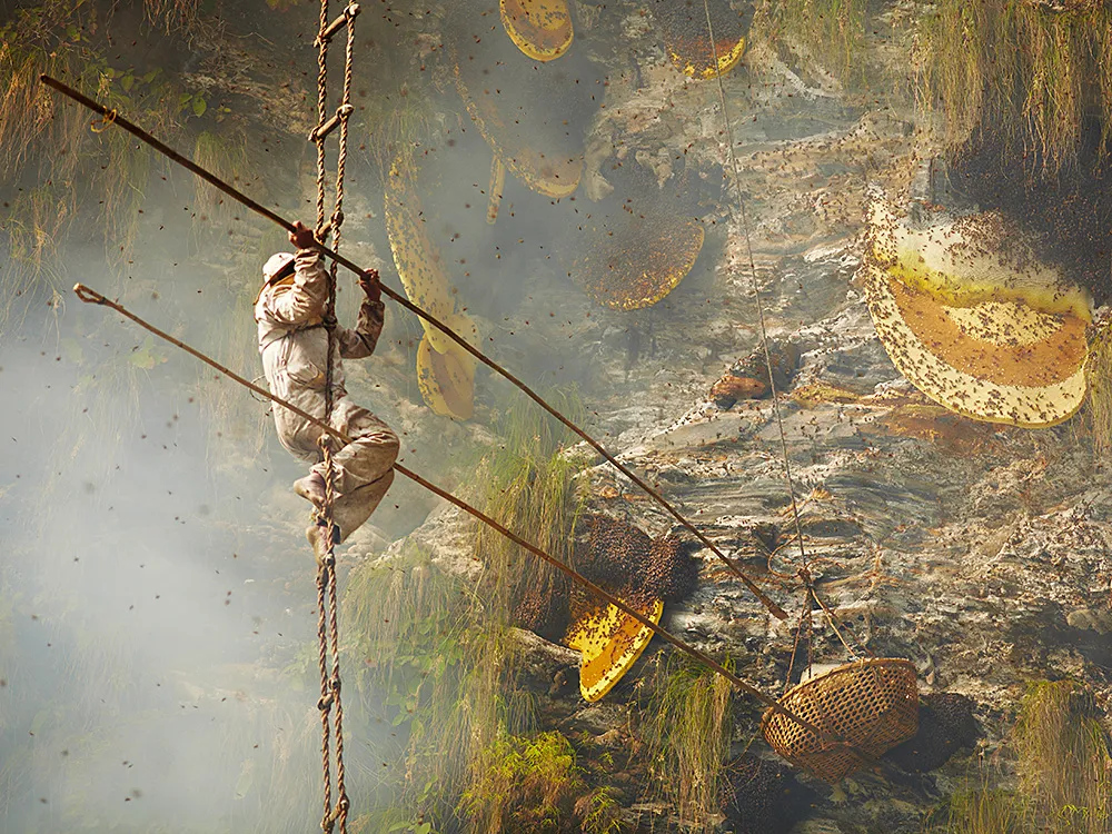 Honey Hunting: A Comprehensive Guide to finding the most delicious honey